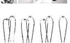 Les Wishbones 